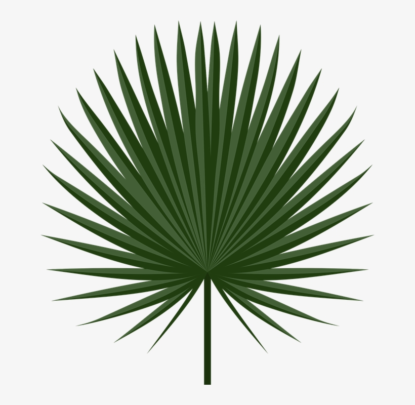 Image Result For Cabbage Leaves Egypt Game - Palmleaf Png, transparent png