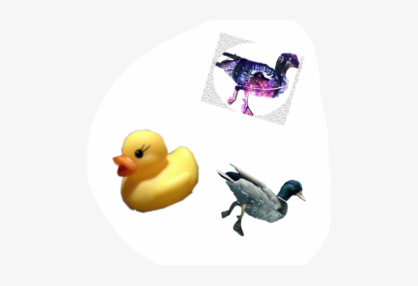 Duck Under Water, transparent png