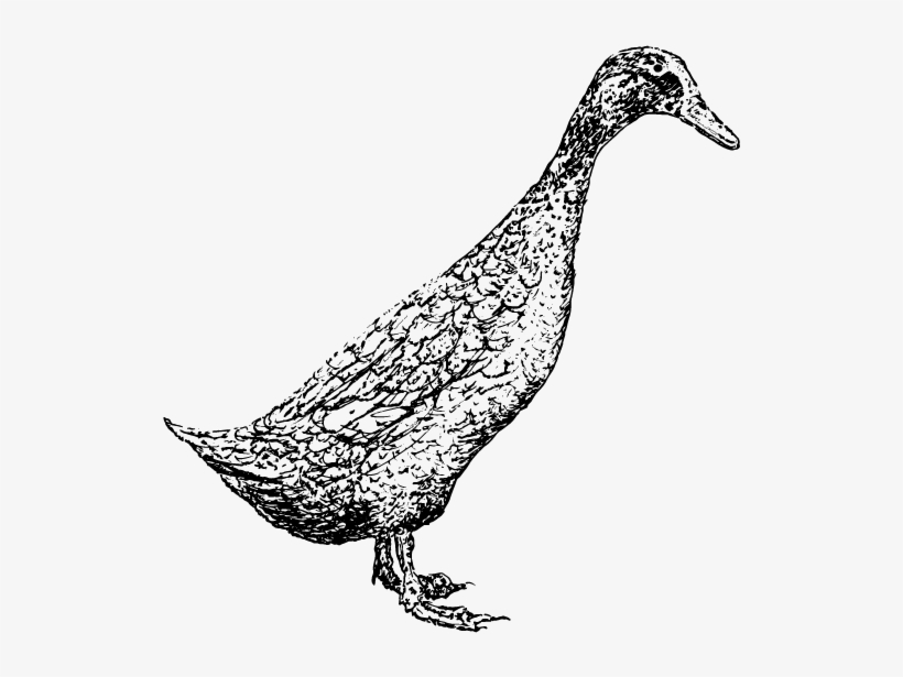 Select Options - Peafowl, transparent png