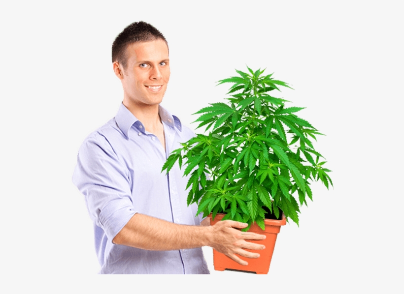 Marijuana University Graduate Holding Medium Size Plant - Guy Holding Weed Plant, transparent png
