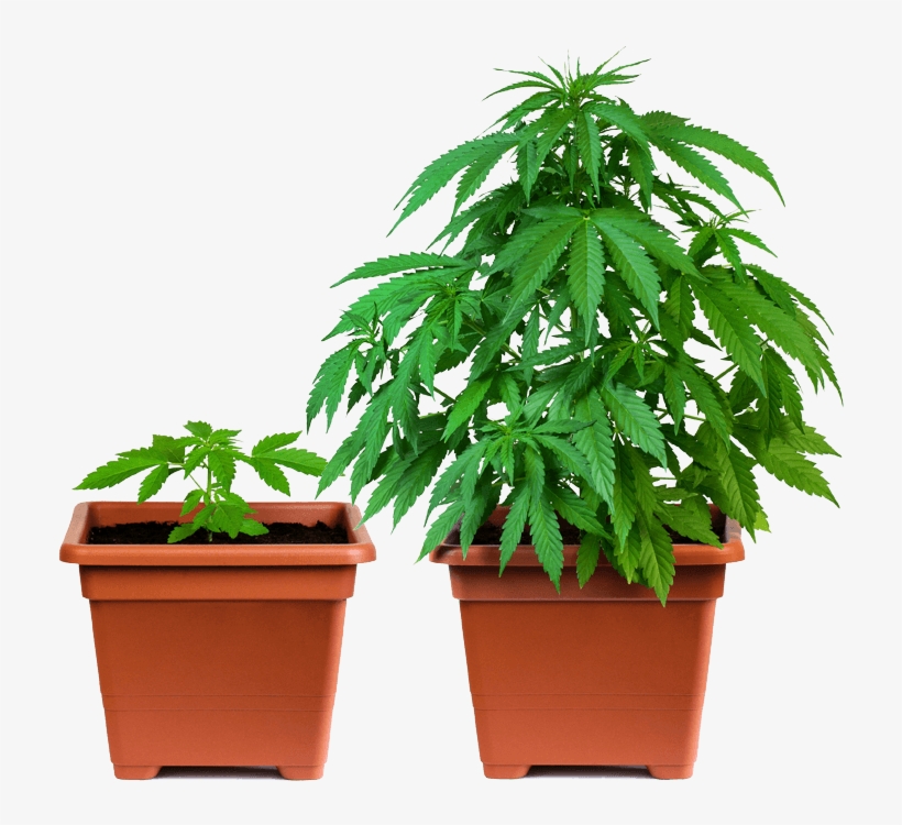 Step By Step To Cloning - Weed Nz, transparent png