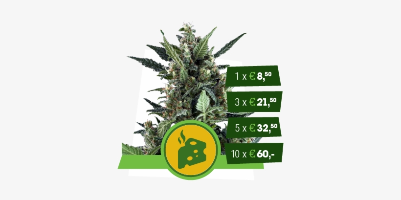 Blue Cheese Automatic, transparent png