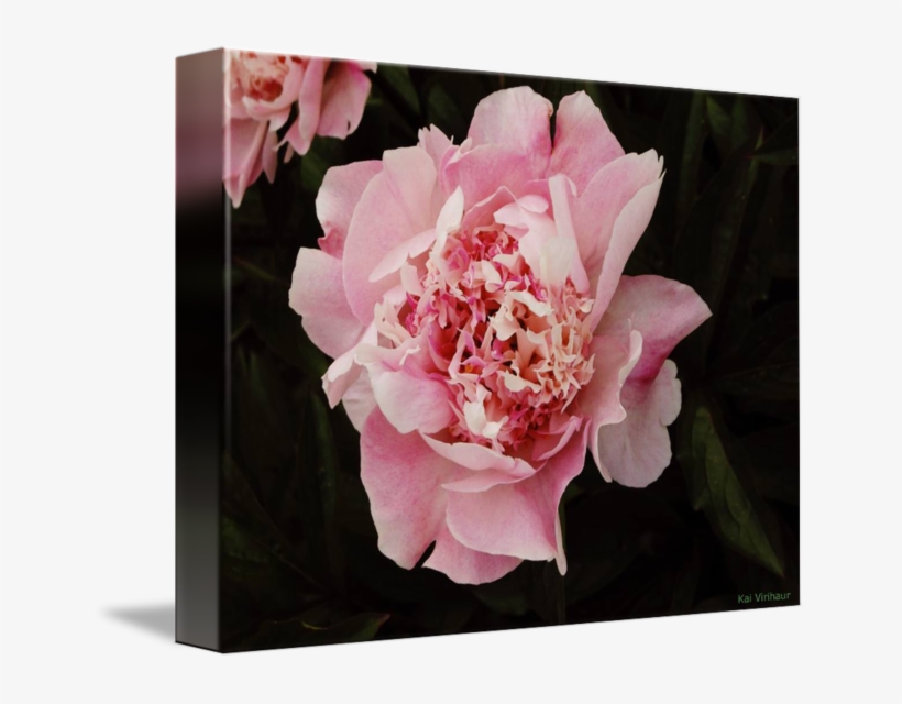 On Black By Kai Virihaur - Common Peony, transparent png