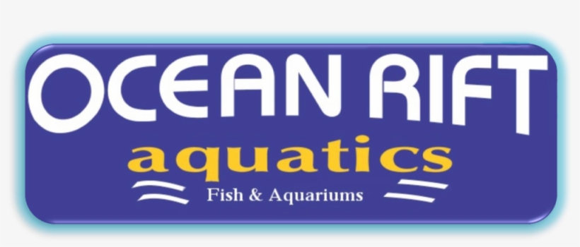 Ocean Fish Png, transparent png