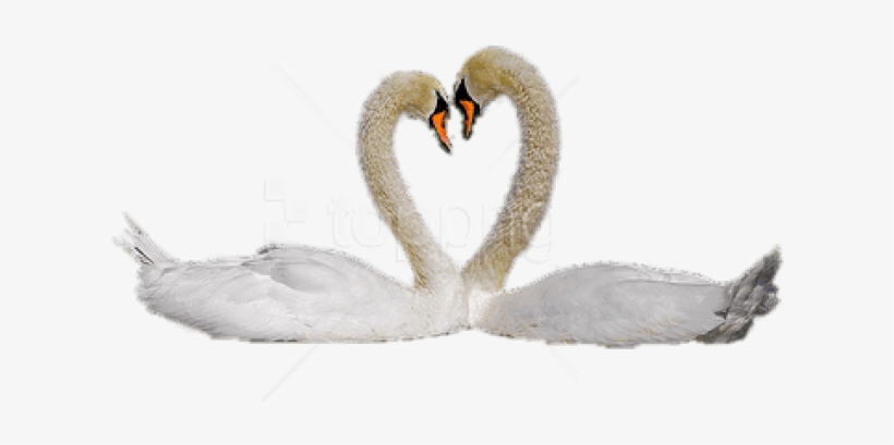 Free Png Download Swan Couple Png Images Background - Imagenes De Cisne Png, transparent png