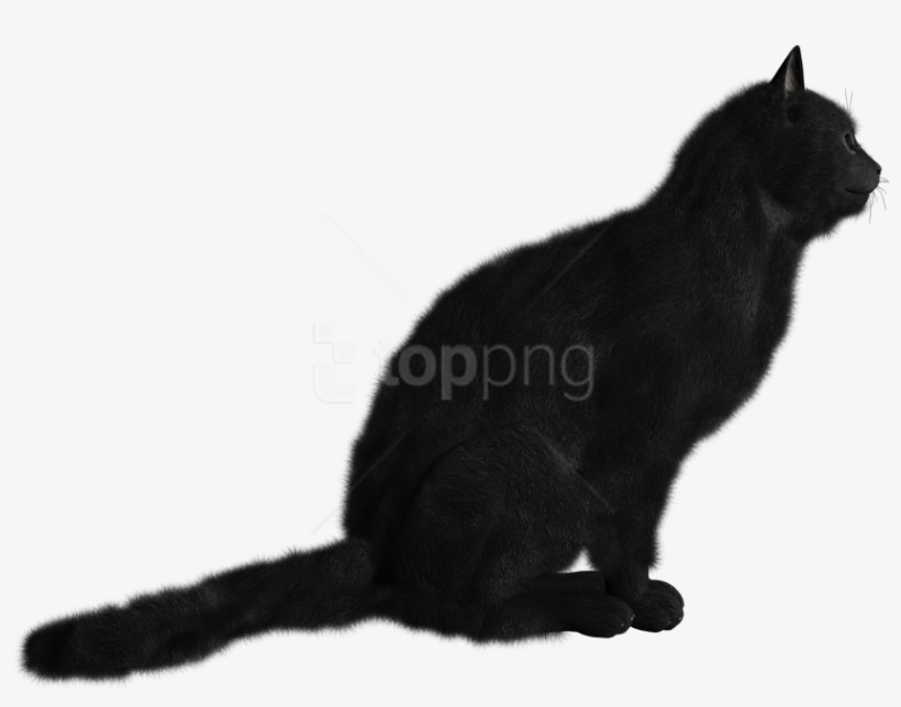 Download Cat Png Images Background - Black Cat, transparent png
