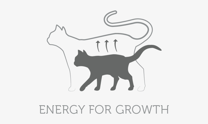 An Animal Protein And Fat Rich Formula, Blended With - Black Cat, transparent png
