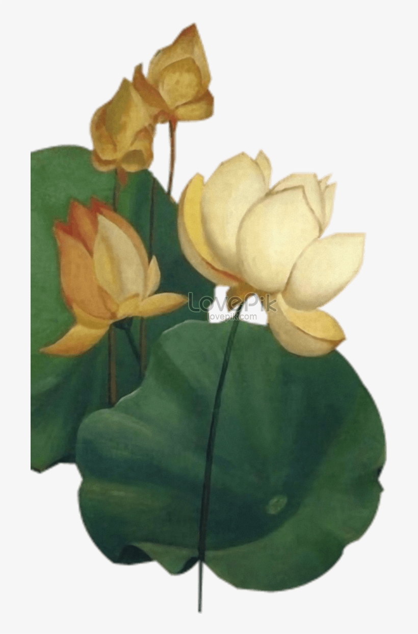 794 X 1200 3 - Sacred Lotus, transparent png