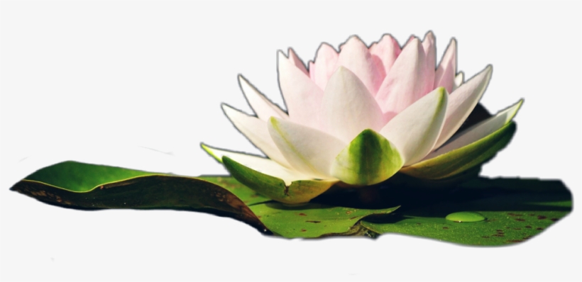 Water Sticker - Sacred Lotus, transparent png