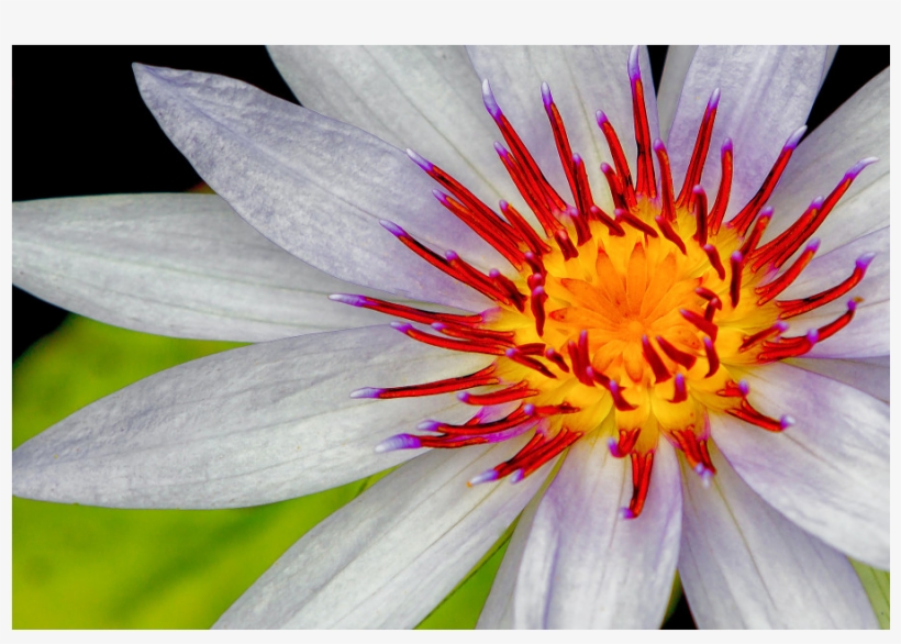 The Shop - Sacred Lotus, transparent png