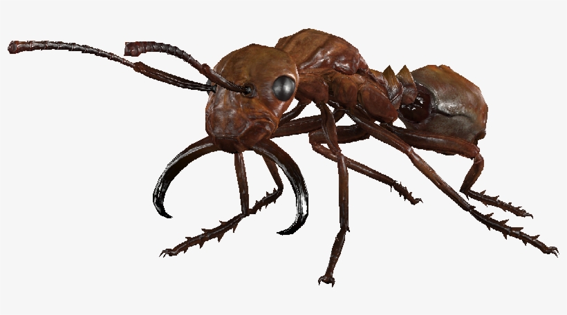 Overgrown Forager Ant - Macro Photography, transparent png