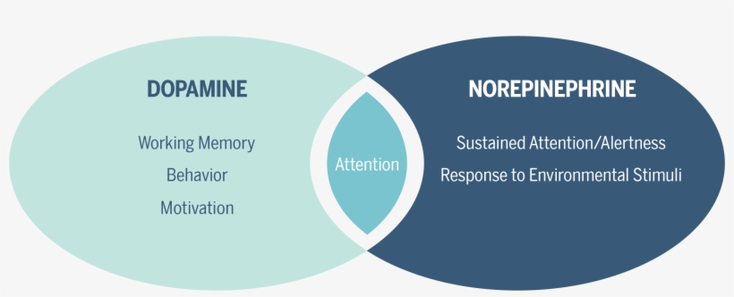 Adhd Pathophysiology And Pharmacological Treatment - Adhd Neurotransmitters, transparent png