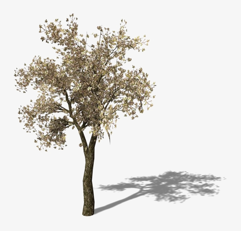 Tomato Tree Pear Asian Yellow Free Frame Clipart - رسم شجره مع الظل, transparent png