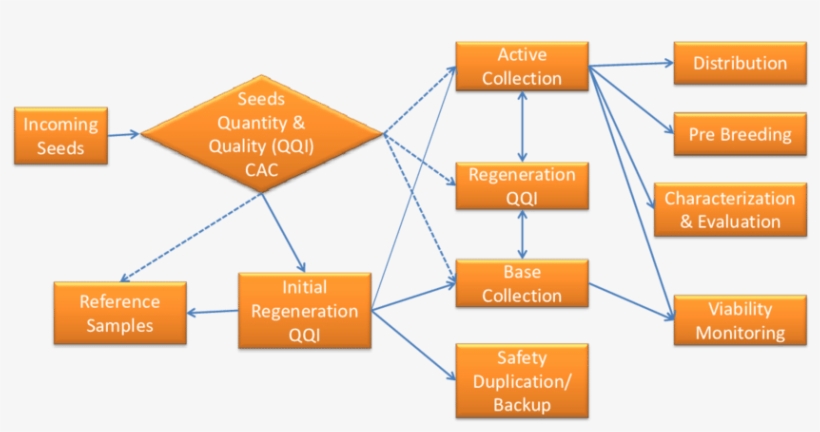 General System Of Seed Flows In National Genebank - Diagram, transparent png