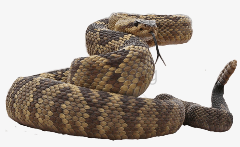 Free Png Snake Stickers Picsart Png Image With Transparent