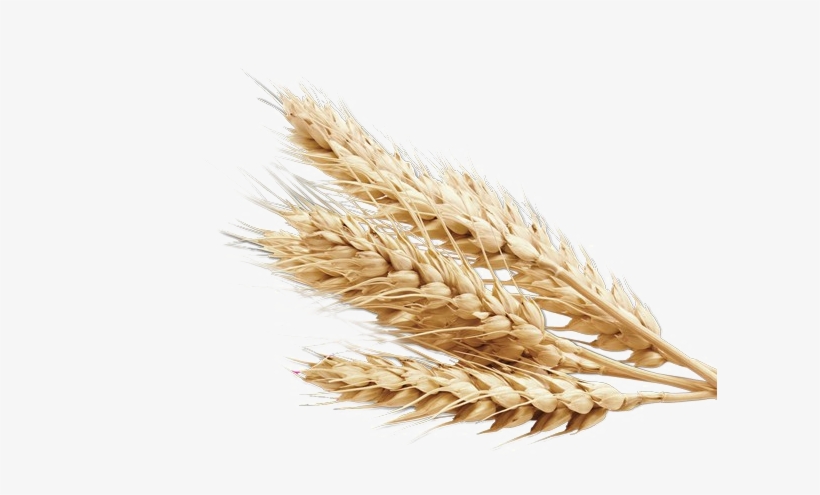Wheat Png Background - Wheat Png, transparent png