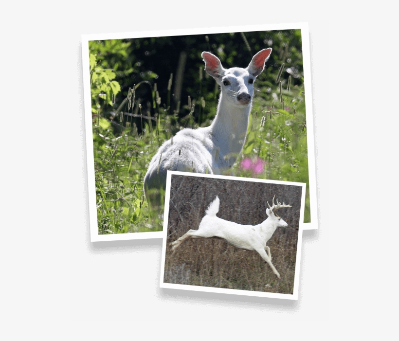 Special Tours - White-tailed Deer, transparent png