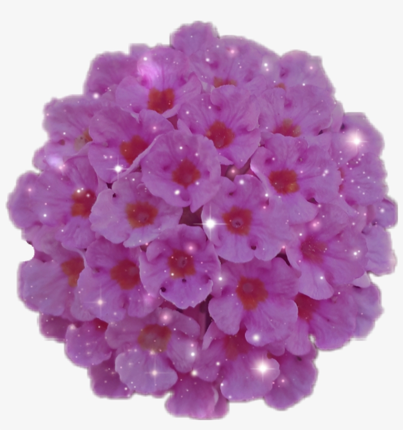 #flower #bouquet #pink #glitter - Hydrangea, transparent png
