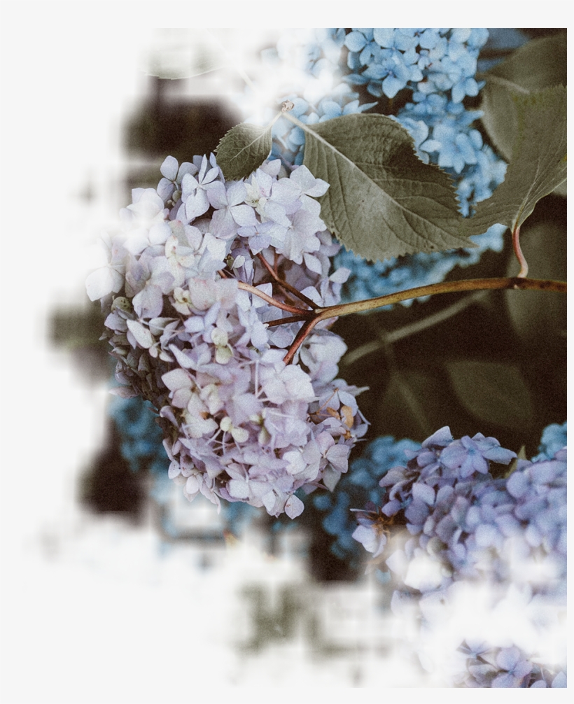 Our Wedding Florist Offers Stunning Flowers At Wholesale - Hydrangea Serrata, transparent png