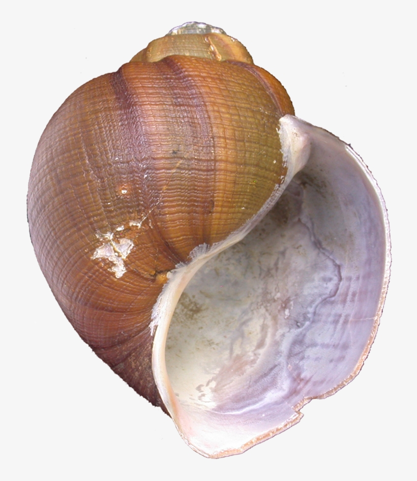 063 Schrammi Mnhn 2 - Shell, transparent png