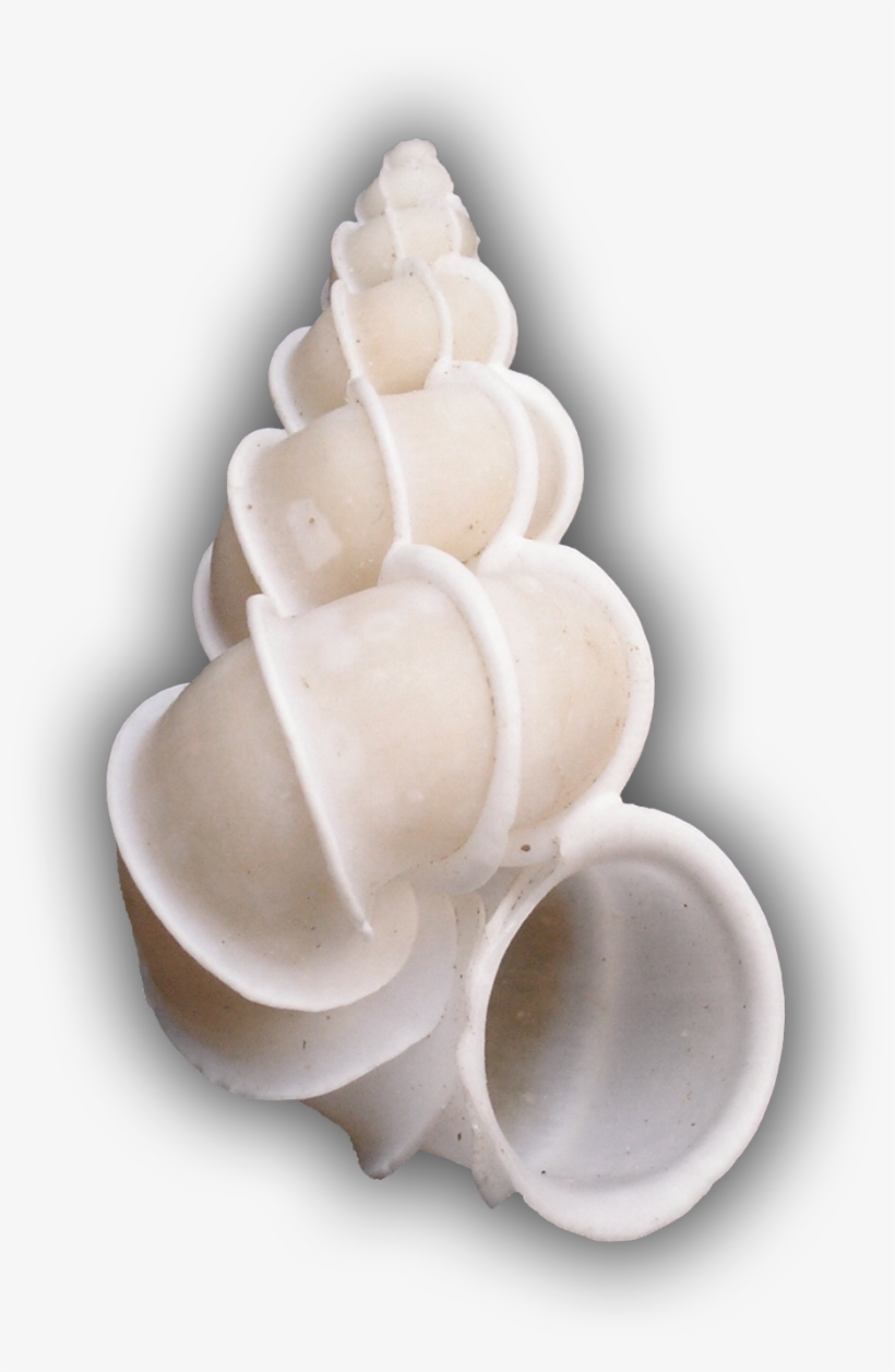 Epitonium Scalare Trp 4 - Epitonium Scalare, transparent png