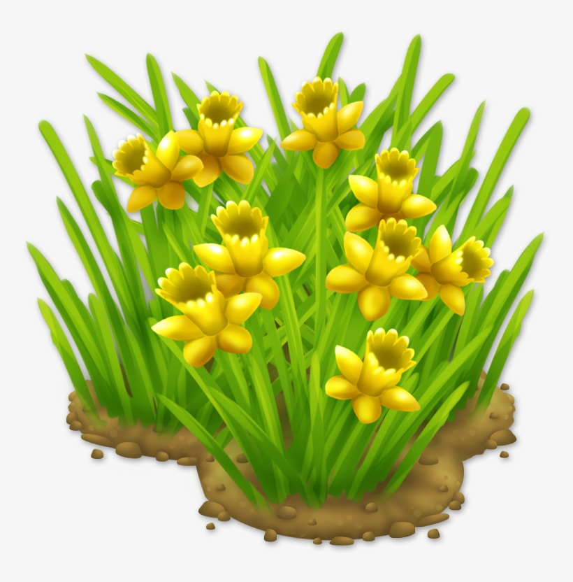 Daffodils Png - Daffodils - Tulip, transparent png