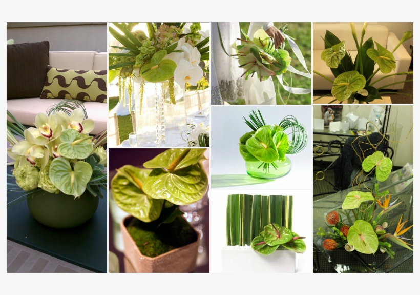 Green Anthurium - Anthurium Centerpieces For Wedding, transparent png