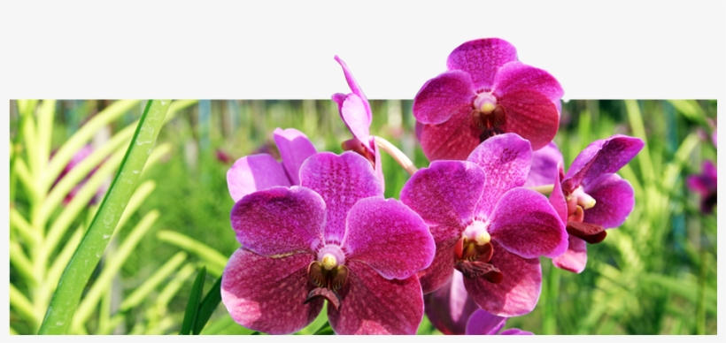Beautiful Of Thai Orchid - Moth Orchid, transparent png