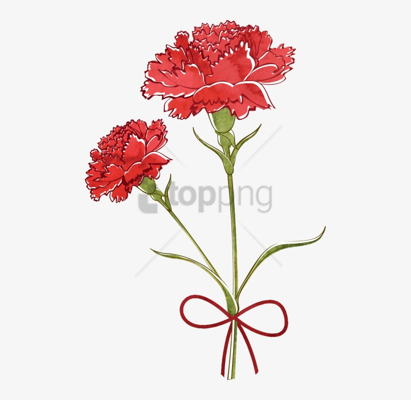 Free Png Carnation Watercolor Png Image With Transparent - Carnation Flower Drawing, transparent png
