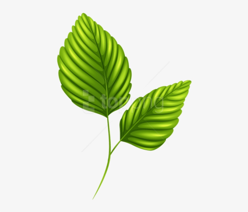 Free Png Download Two Green Leaves Clipart Png Photo - Clipart Leaves Png, transparent png