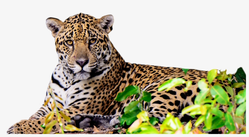 “o Corredor Do Jaguar Pode Se Tornar A Maior História - Jaguar De Quintana Roo, transparent png
