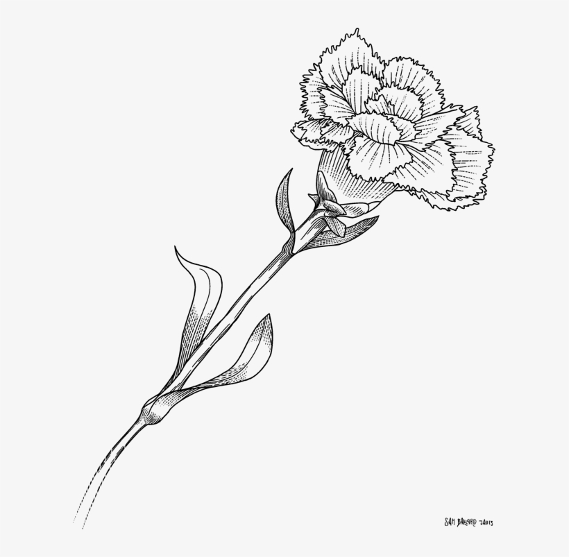 Floral Design Monochrome - White Carnation Drawing Transparent, transparent png