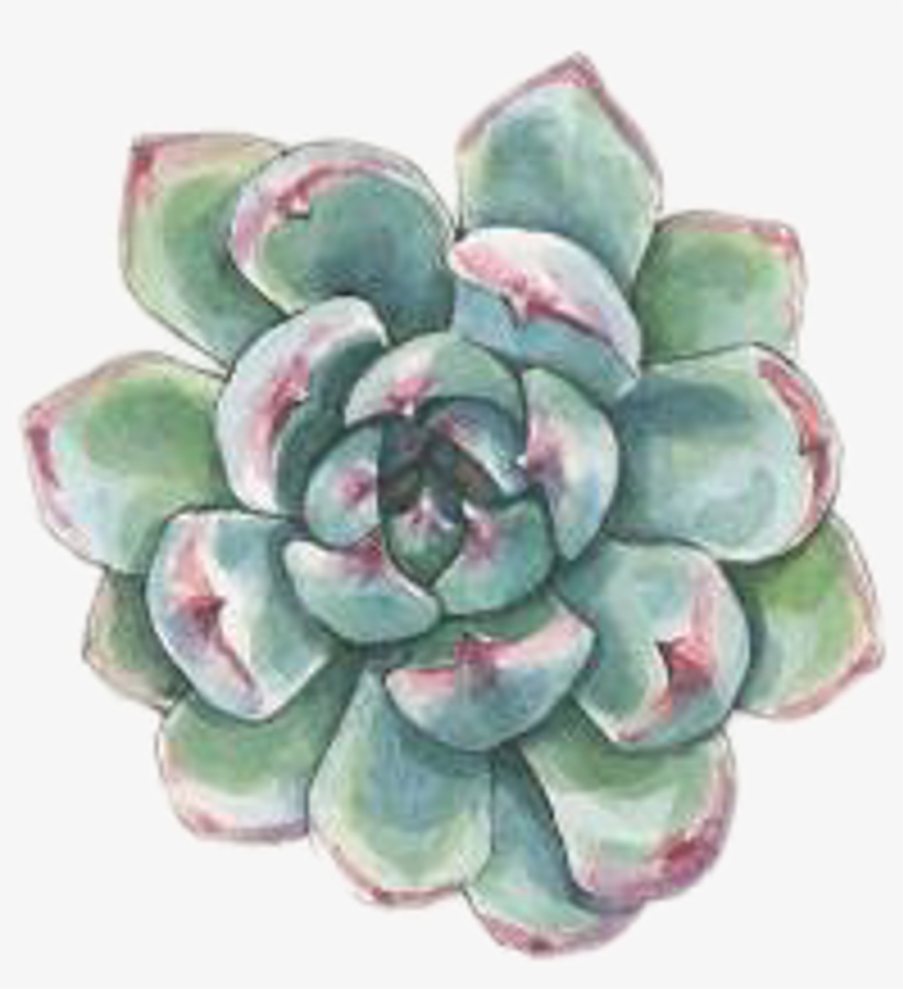 #art #watercolor #succulent #succulents #plant #plants, transparent png