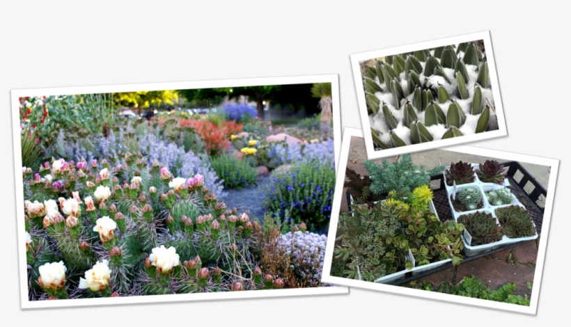 Cold Hardy Succulent - Ice Plant, transparent png