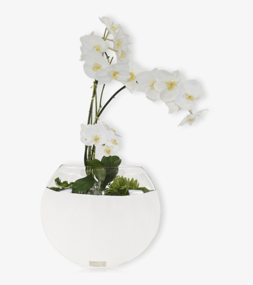 Description - Bougainvillea, transparent png