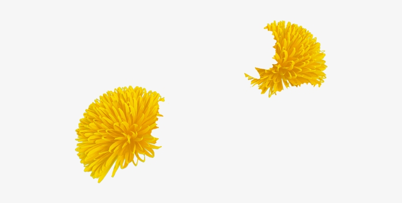 Daffodil - Dandelion, transparent png