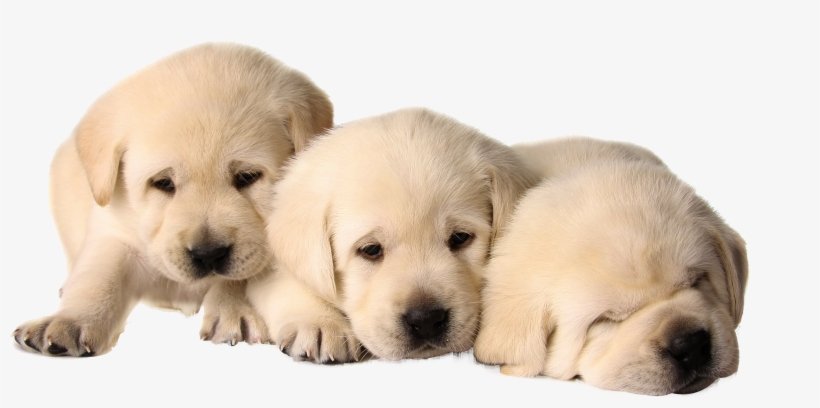 Puppies Png - Dog, transparent png