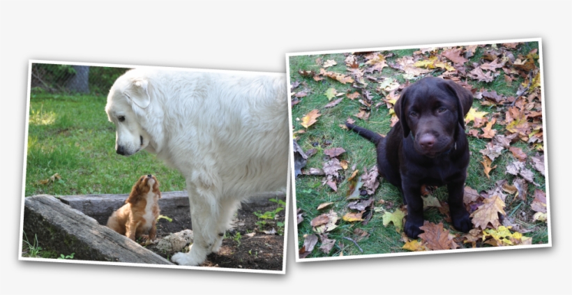 Two Puppies And One Dog - Labrador Retriever, transparent png