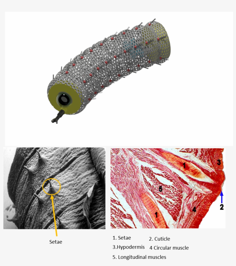 Earthworm Setae, transparent png