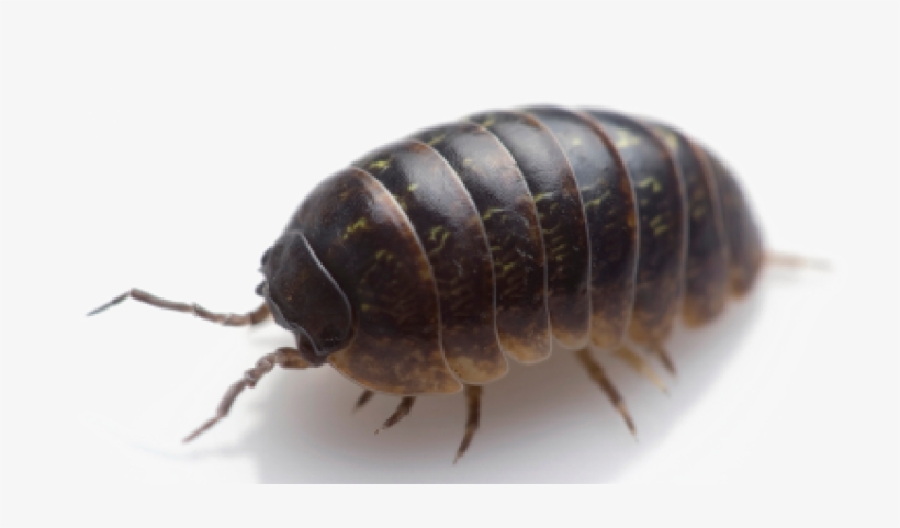 800 X 400 5 - Sow Bug - 800x400 PNG Download - PNGkit