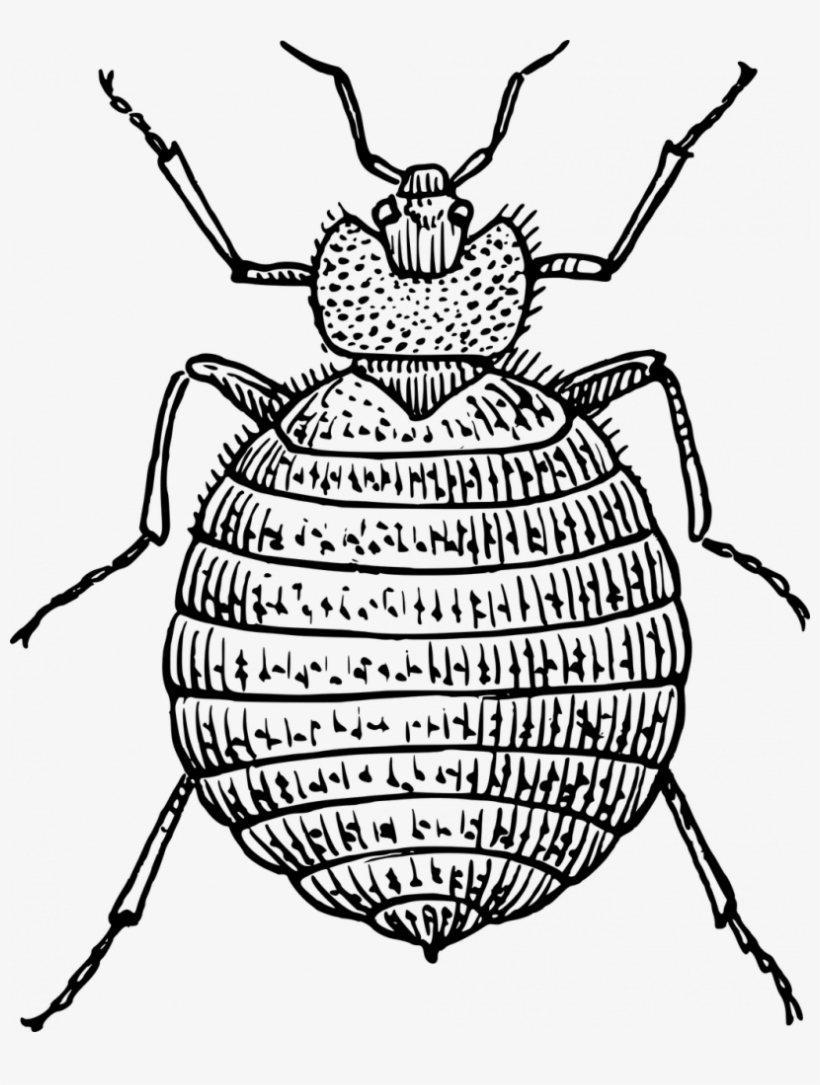 Drawn Bugs Bed Bug - Bedbug Clipart, transparent png