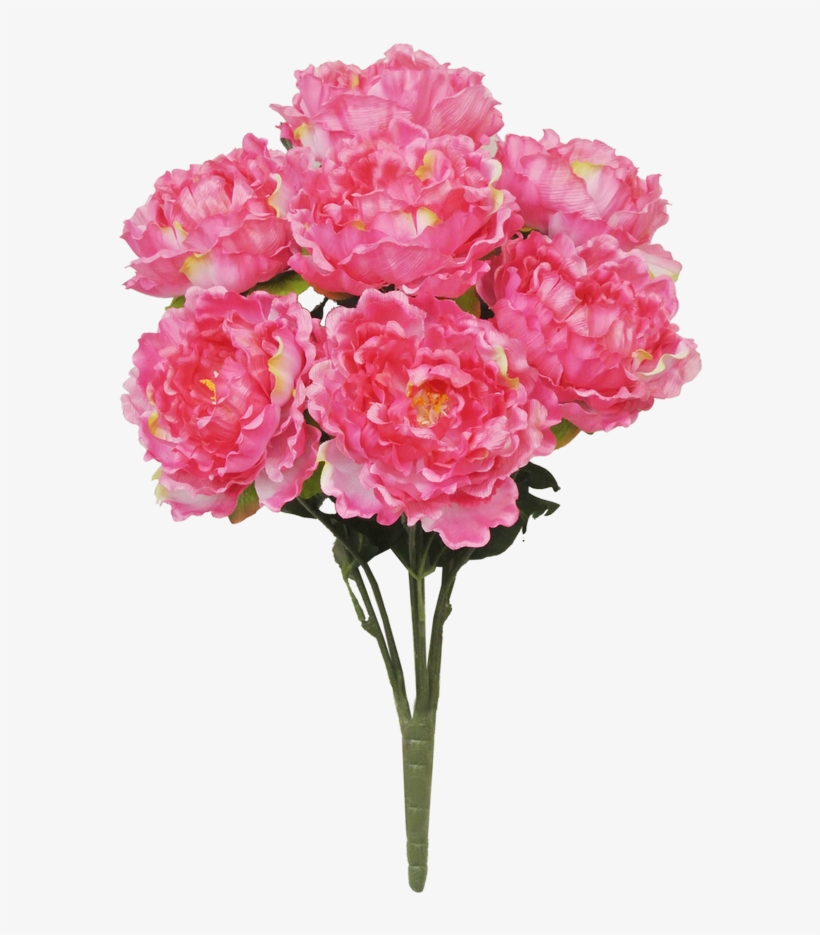 22" Peony Bush - Common Peony, transparent png