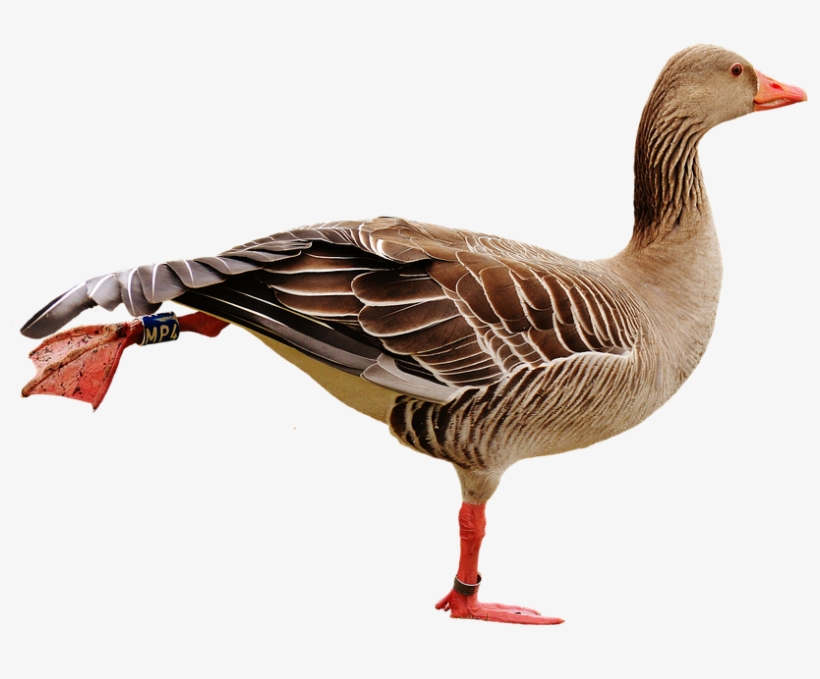 Guh Bird, transparent png