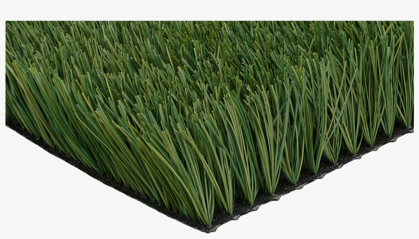 Ccgrass Artificial Grass Product Monofilament Grass - Chrysopogon Zizanioides, transparent png