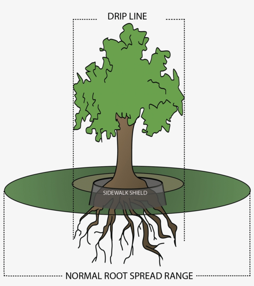 The Drip Line Of A Tree Is The Outermost Area That - Elm, transparent png