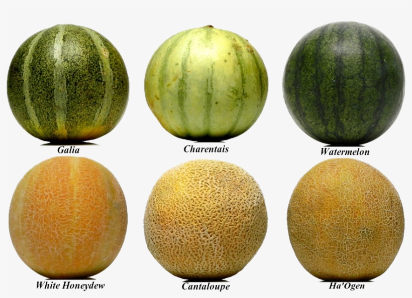 Honey Dew Melon Clipart Yellow Watermelon - Cantaloupe Varieties, transparent png