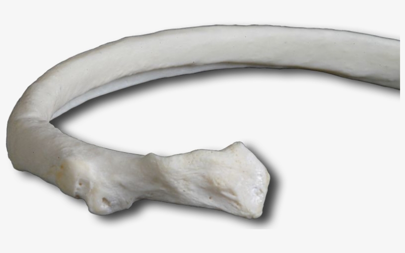 Rib - Rib Bone Transparent, transparent png