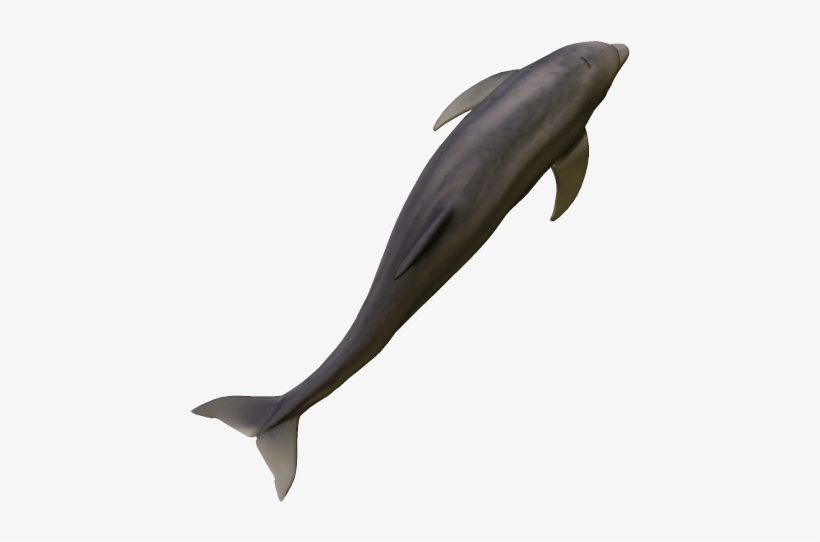 64k Dolphin07 Kpl - Common Bottlenose Dolphin, transparent png