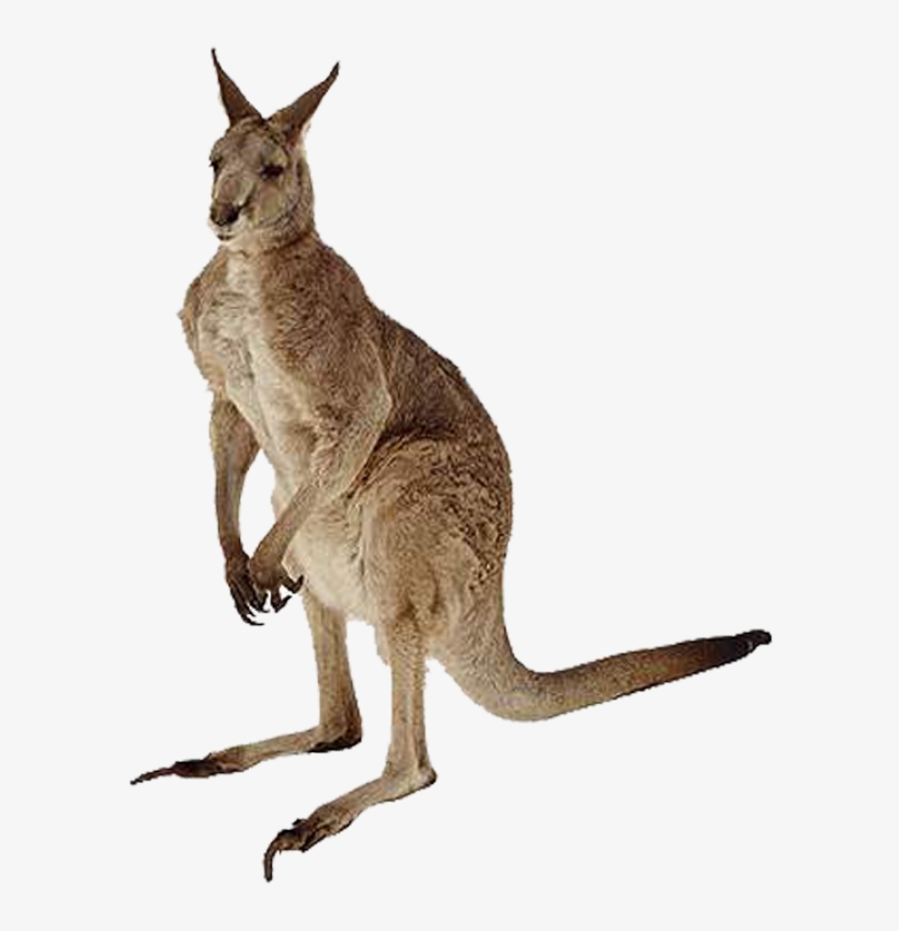 Kangaroes - Picsart All New 2018 Png, transparent png