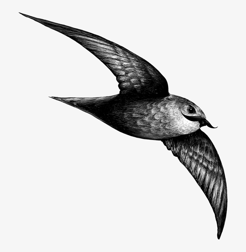 Chaetura Hipsterus - Vaux S Swift, transparent png